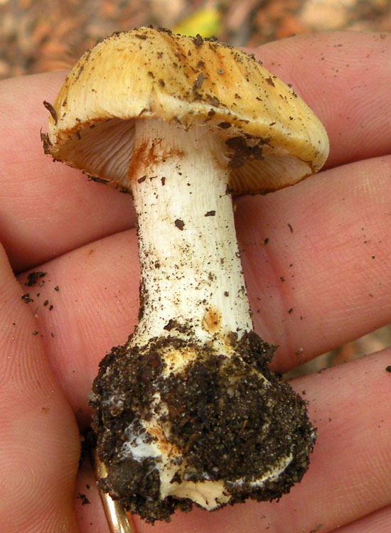 Cortinarius dalle colline reggiane